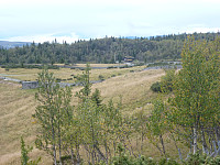 Nysetra fra skaret