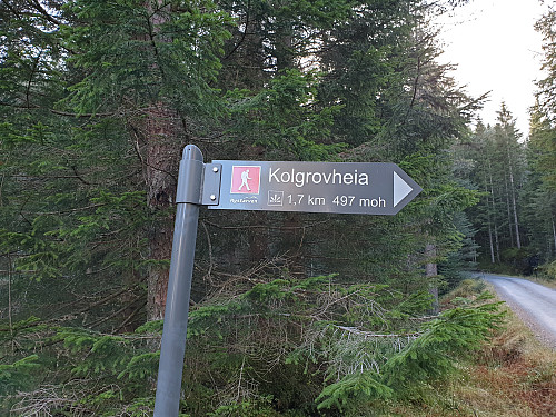 Stistart er godt markert