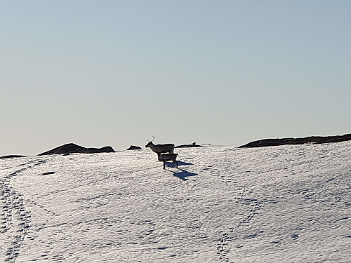 Reinsdyr på toppen