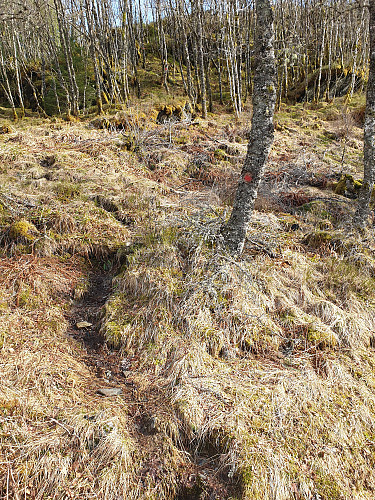 Bratt opp lia her. Stien er merka med raudt heile vegen opp. 