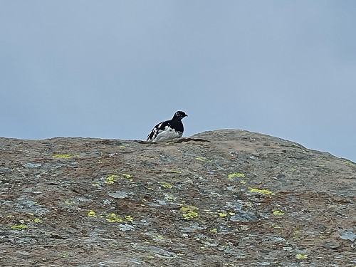 Denne traff vi på på vegen opp. 