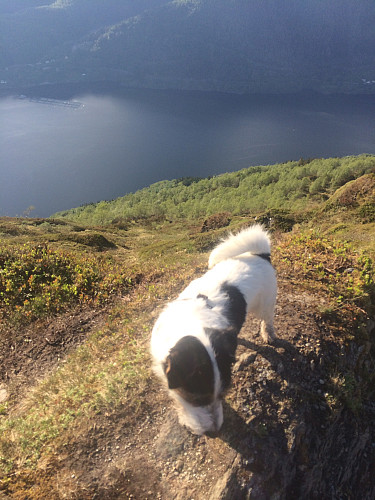 Nesten på toppen av Hananipa. Nydelig sol i midten av mai. Utsikt ned mot Sørfjorden