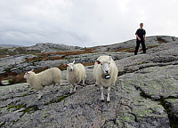 Herding sheep on Flatafjellet? :-)