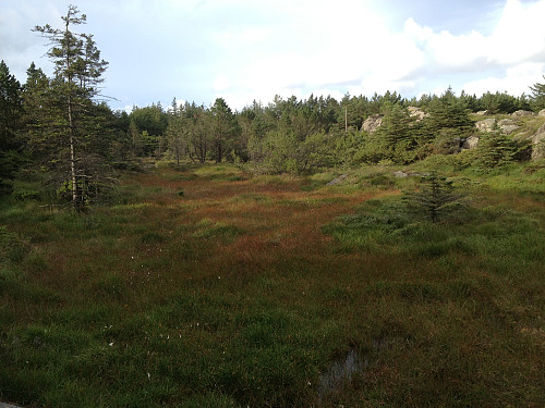 Begynnende høstfarger i Karmøyheia