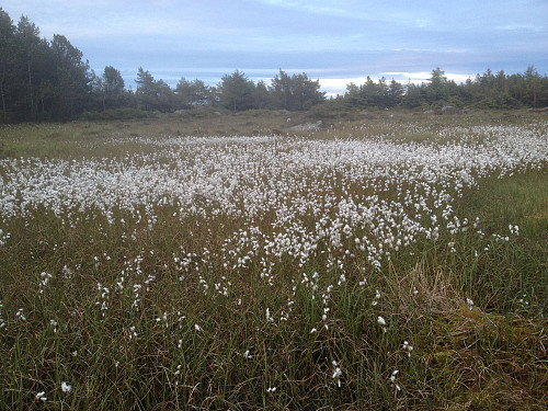 Myrull i Karmøyheia