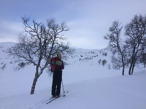 Mot Vesle Nup