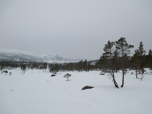 Ved Forenesvatnet mot Tysdalsheia og Reinaknuten