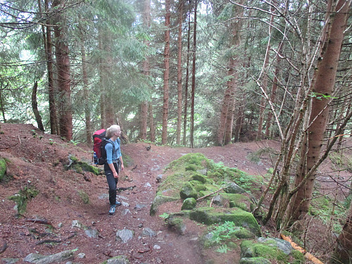 Bratt start opp gjennom skogen