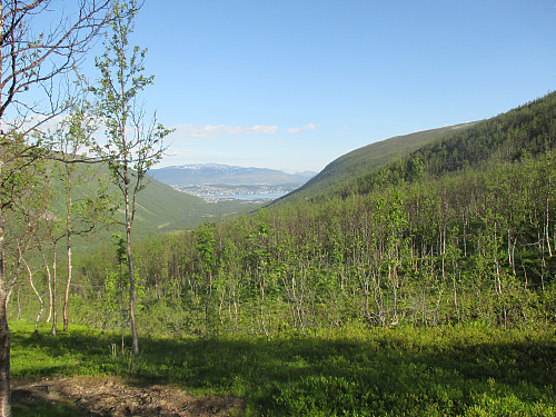 Flott i fjellbjørkeskogen i Tromsdalen