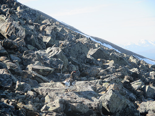 En nervøs fjellrype