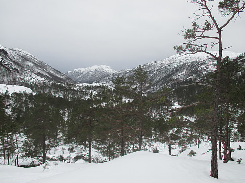 Frå oppstigninga frå Grimsli mot Forenesvatnet med tilbakeblikk mot bl.a. Tibergfjellet