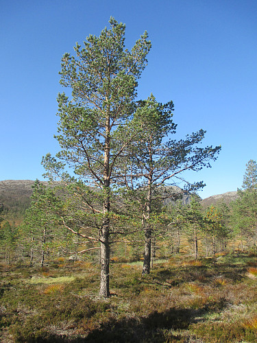 Kraftige fjellforer er karakteristisk for denne delen av Jørpelandsheia