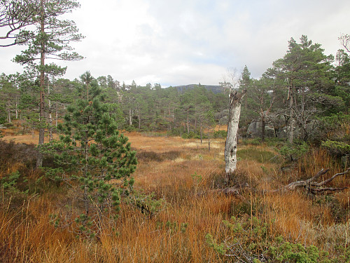 Gammal og urørt foreskog i nedre del av Gudbrandsdalen