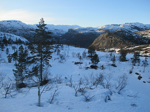 Vakker fjellfuruskog ovenfor Vårstølen