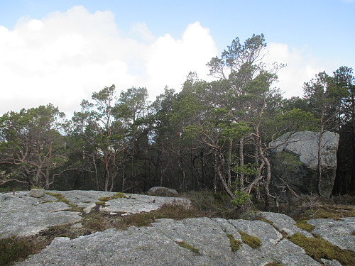 Toppunktet på Gitlandsåsen, med fjellbolten etter trigpunktet til venstre. For dei som må heilt til topps, er flyttblokka til høgre ei real nøtt, i alle fall utan medhjelpar