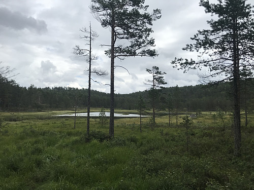 Tjern i åpen furuskog
