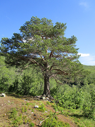 Storfuru i fin form ovenfor Vettismorki