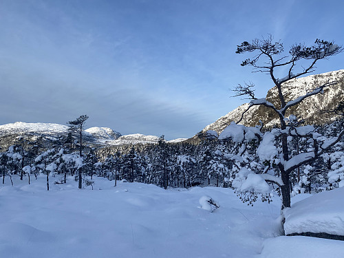 På veg mot Longavatnet med tilbakeblikk mot Tysdalsheia og Krunefjell. Området er verna pga. den rike foreskogen, som har tre som er fleire hundre år gamle