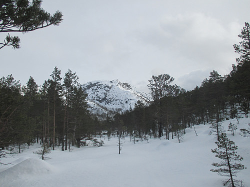 Steinfjellet sett frå myra sør for Longavatnet