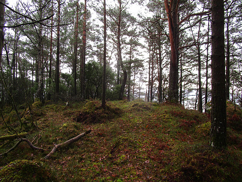 Frå det anonyme toppområdet på Foreåsen