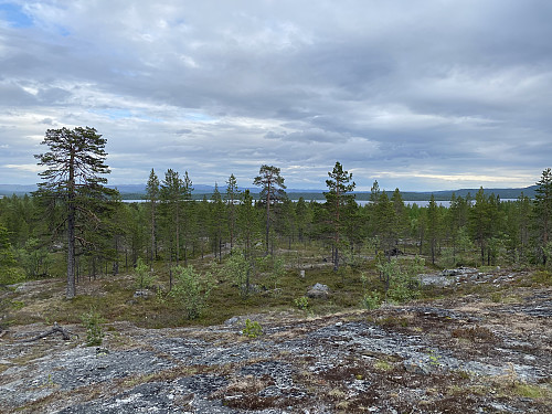 På høydedraget ovenfor Fjellheim med tilbakeblikk sørover Skrukkebukta i Pasvikelva