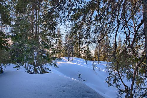 Stutehaugen