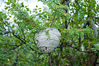 rogerravlolosvik_20150823_55da2cffa53c3.jpg