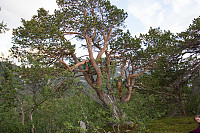 rogerravlolosvik_20150823_55da2d1244d17.jpg