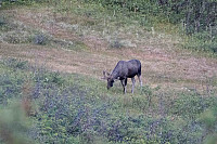 rogerravlolosvik_20150906_55ec2d534bf82.jpg