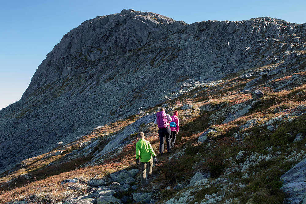 Fra vest ser Skarvemellen ganske imponerende ut. Her på vei opp mot vestryggen med det flotte nordstupet i front. Foto: Roger Ravlo Losvik.
