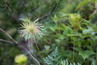 rogerravlolosvik_20170908_59b2b4cb9737d.jpg