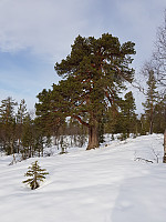 josokbakke_20190224_5c725d1d40549.jpg