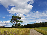 josokbakke_20190804_5d46a43c9d3b3.jpg