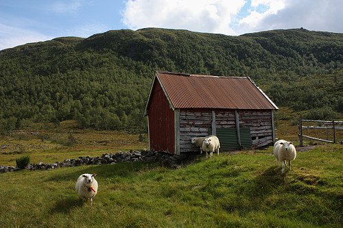 Frå Lindviksætra. I bakgrunnen Hestefjellet (t.h.), Høgegga og Litlevassegga.