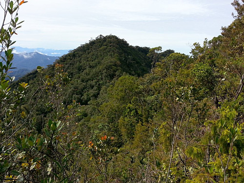 Standing slightly below the Brunei summit of Bukit Pagon and viewing towards the middle-peak (south-west). The middle-peak is entirely within Malaysia, and might be equal or even a little higher than the Brunei summit. Nobody knows yet....
