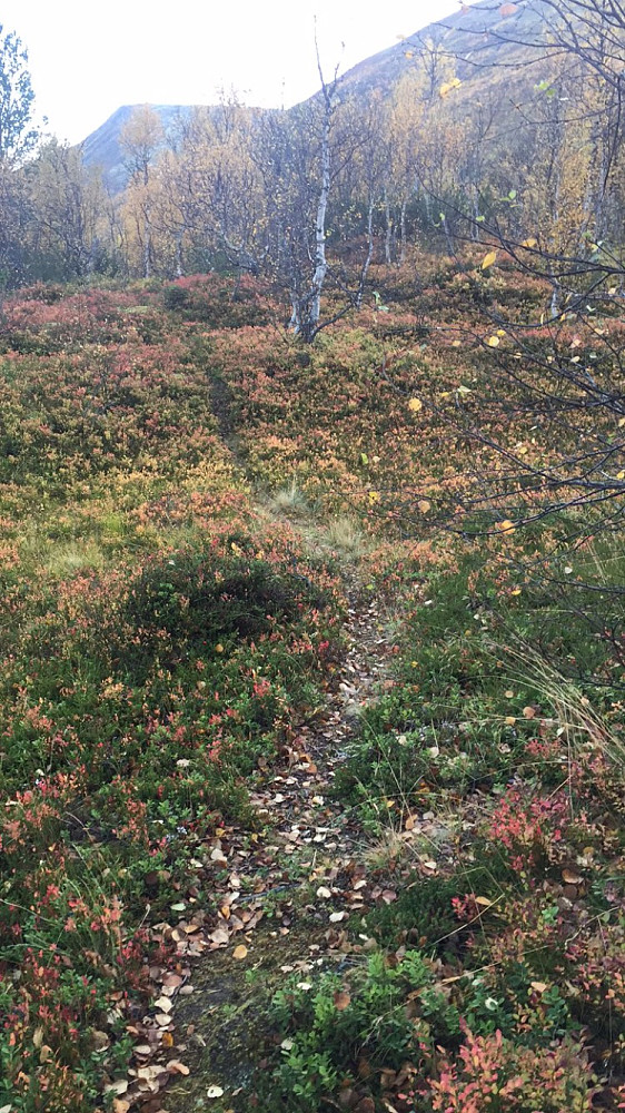 Endelig en sti å følge. 