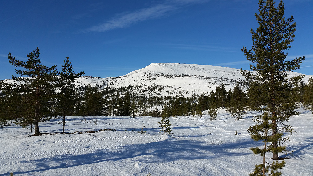 Surløytenuten