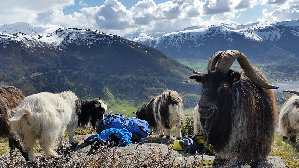 Måtte dele lunsj med denne gjengen :-)