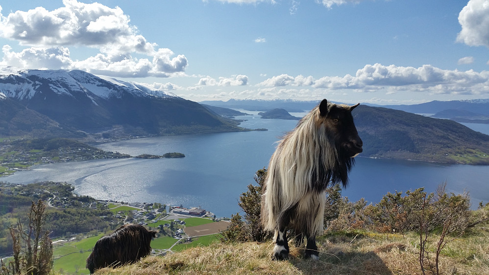 Flott posering med Kvinnheradfjorden bak.