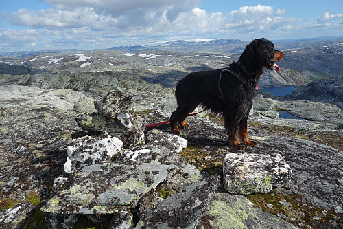 På toppen. Minivarde, Jambo og Hardangerjøkulen bak.