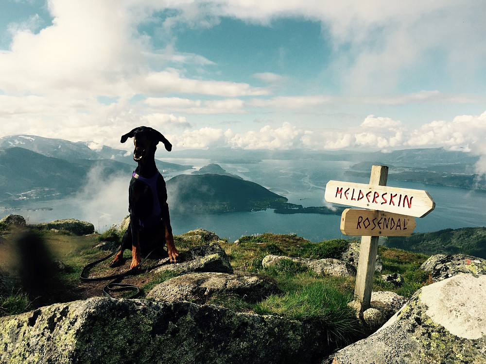 Fantastisk utsikt mot fjorden under hele turen.