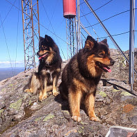 Nanook och Nikki har kämpat sig till topps