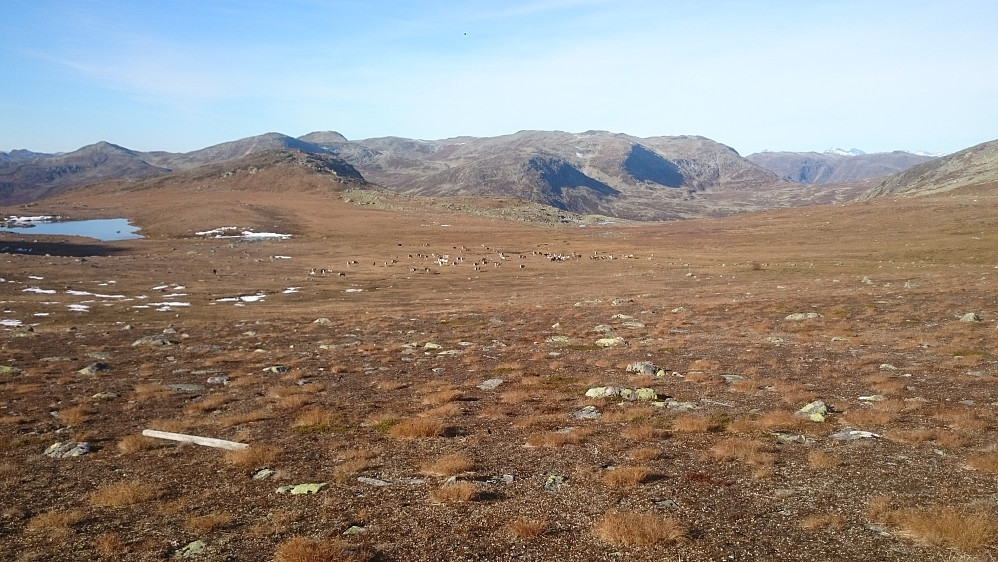 Reinsdyrflokk