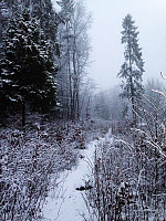 Nydelig snødekt skogsti :)