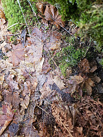 Taxitheo_20170122_5884c6fe912da.jpg