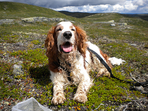 Slitsomt med topptur i sommervarmen