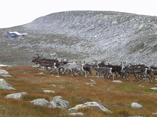 Villreinflokk med Høgevardehytta i bakgrunnen