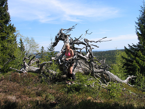 Fanget av dragen, som vi fant ved Presteseteråsen.