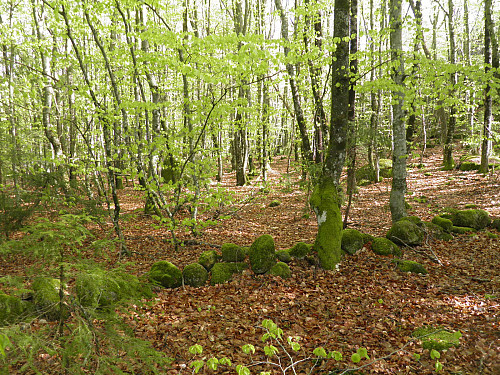 Fin bøkeskog opp mot Hjertås
