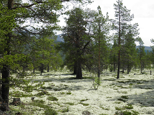 Idyll mellom Bjørnholia og Straumbu